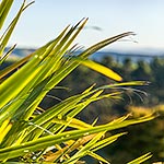 Flax leaves, NZ native plant