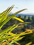 Flax leaves, NZ native plant