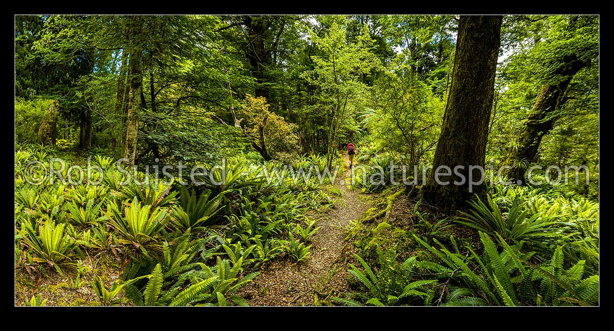 Image of Tramper takes a break in the western Ruahines foothills of the Whanahuia Range. Mixed beech and pododcarp forest with crown fern understory, Ruahine Forest Park, Manawatu District, Manawatu-Wanganui Region, New Zealand (NZ) stock photo image