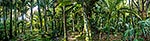 Nikau palms on the Heaphy Track