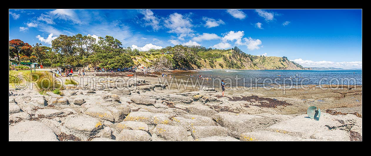 Image of Goat Island (Cape Rodney-Okakari Point) Marine Reserve and beach with summer visitors. Flowering pohutukawa trees. Panorama, Leigh, Rodney District, Auckland Region, New Zealand (NZ) stock photo image