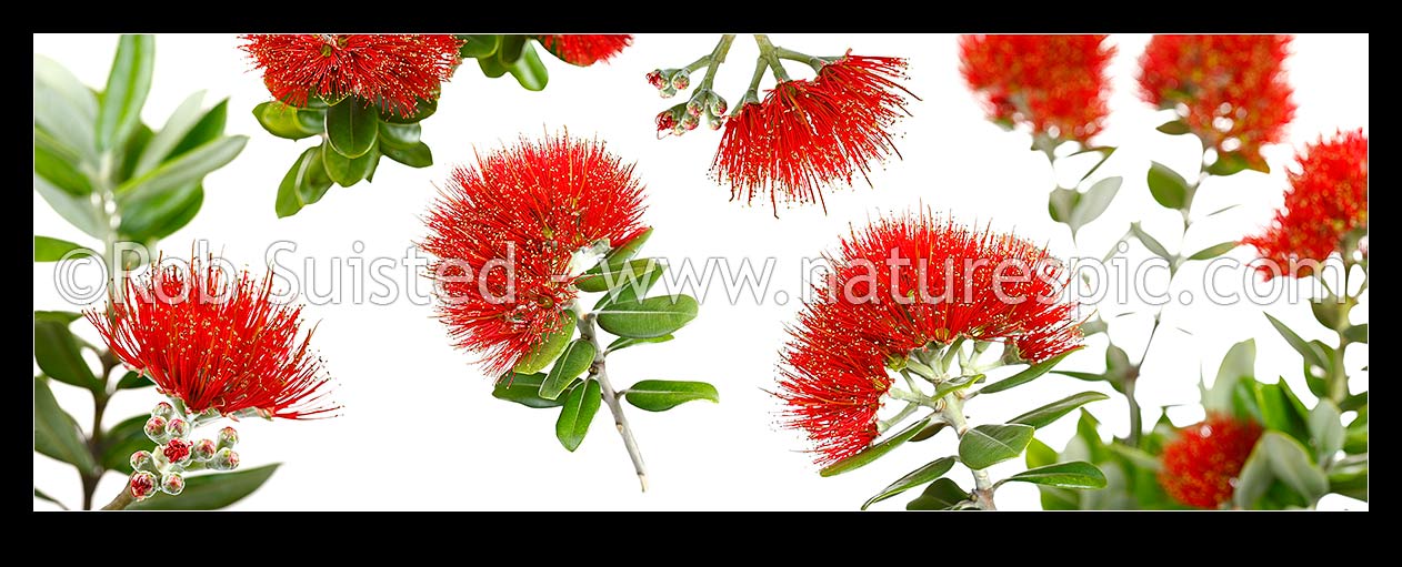 Image of Pohutukawa flowers on white background (Metrosideros excelsa) in mosiac pattern. Panorama, New Zealand (NZ) stock photo image