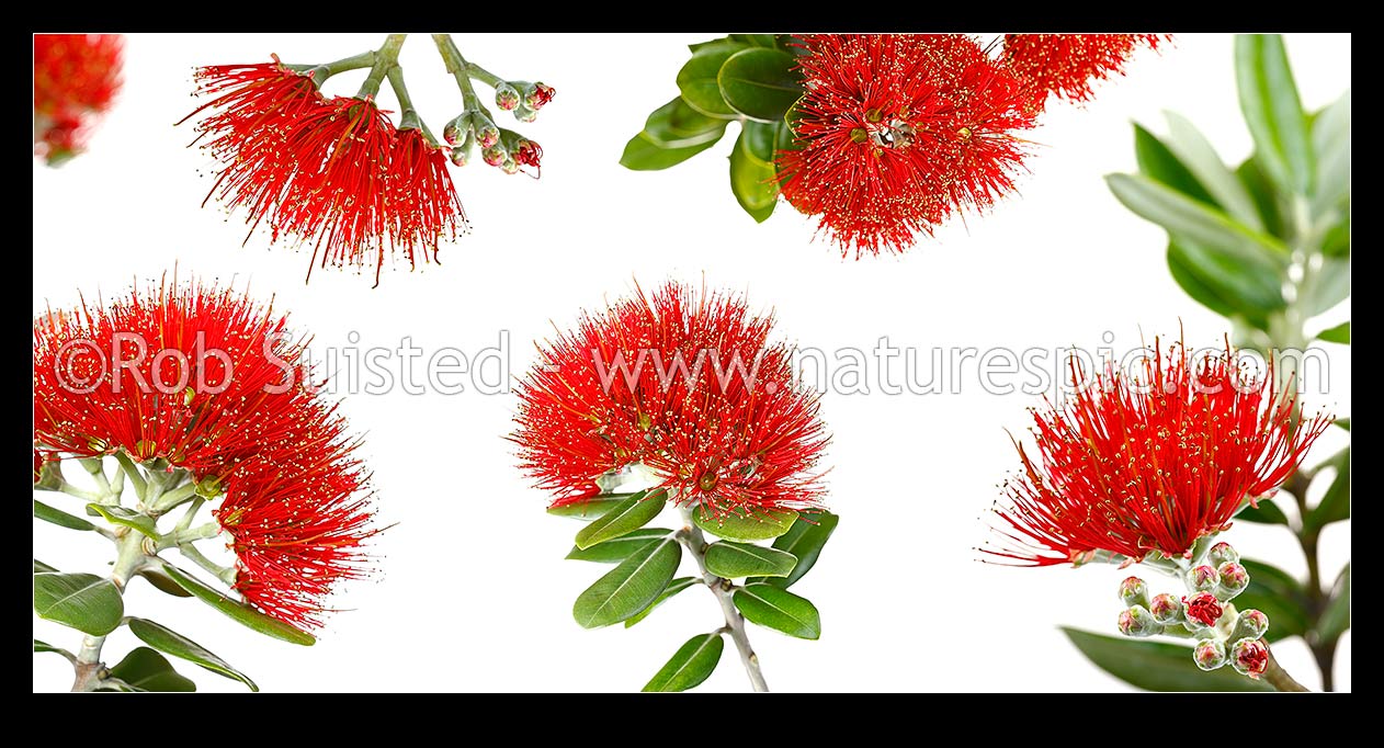 Image of Pohutukawa flowers on white background (Metrosideros excelsa) in mosiac pattern. Panorama, New Zealand (NZ) stock photo image