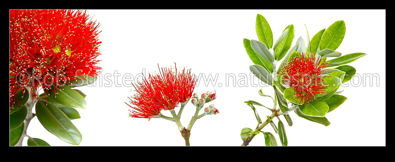 Image of Pohutukawa flowers on white background (Metrosideros excelsa) in mosiac pattern. Panorama, New Zealand (NZ) stock photo image