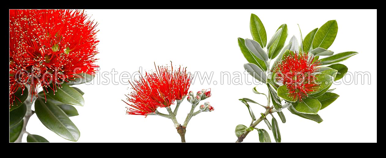 Image of Pohutukawa flowers on white background (Metrosideros excelsa) in mosiac pattern. Panorama, New Zealand (NZ) stock photo image