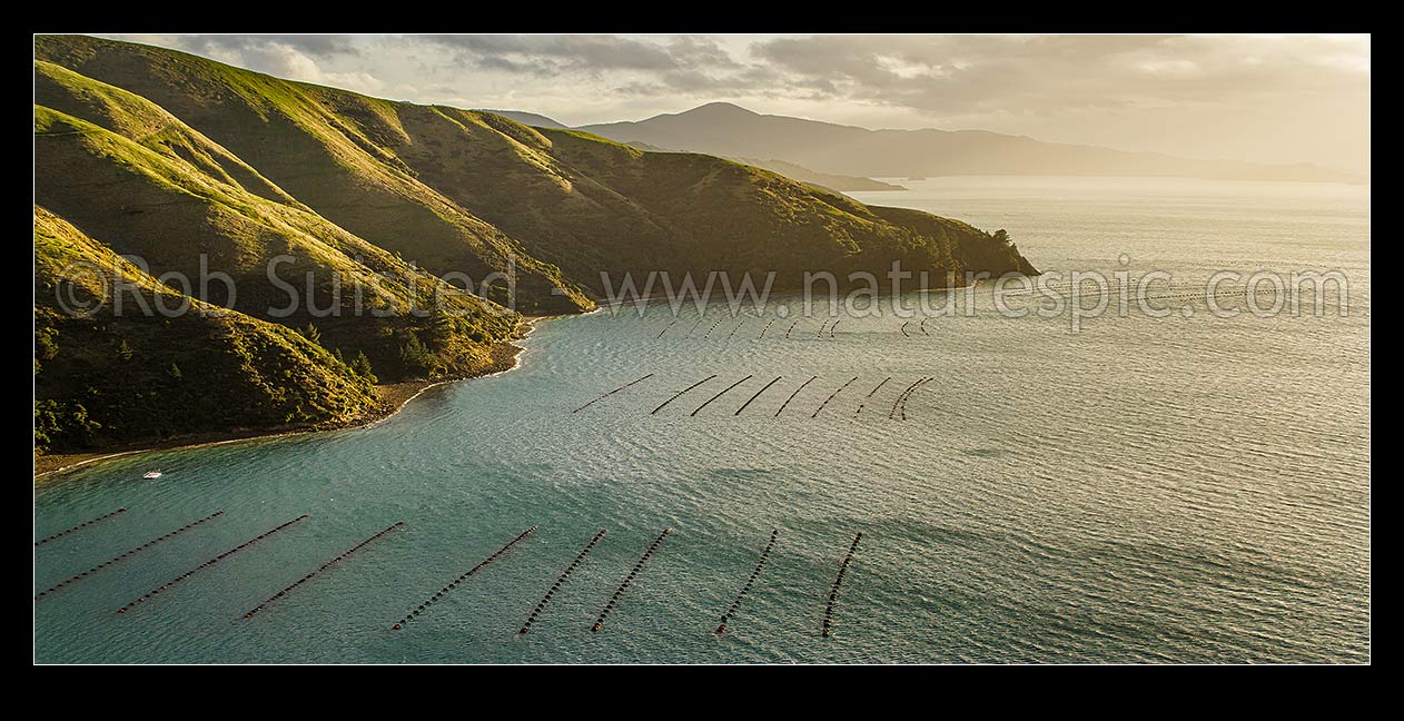 Image of Green-lipped mussel farm (Perna canaliculus), marine farm (aquaculture) in Elise Bay, Admiralty Bay, French Pass. Marlborough Sounds. Similar to #27771OT00, French Pass, Marlborough District, Marlborough Region, New Zealand (NZ) stock photo image