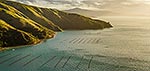 Mussel farming Marlborough