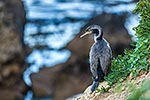 Spotted Shag, NZ endemic