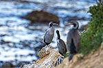 Spotted Shag, NZ endemic