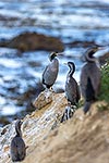 Spotted Shag, NZ endemic