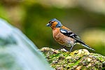 Chaffinch on coastal foreshore