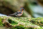 Chaffinch on coastal foreshore