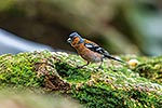 Chaffinch on coastal foreshore