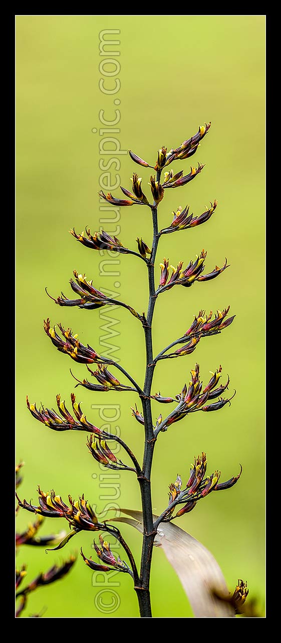 Image of Flax flower stem (Phormium colensoi, syn Phormium cookianum). NZ native, endemic. Vertical panorama, New Zealand (NZ) stock photo image