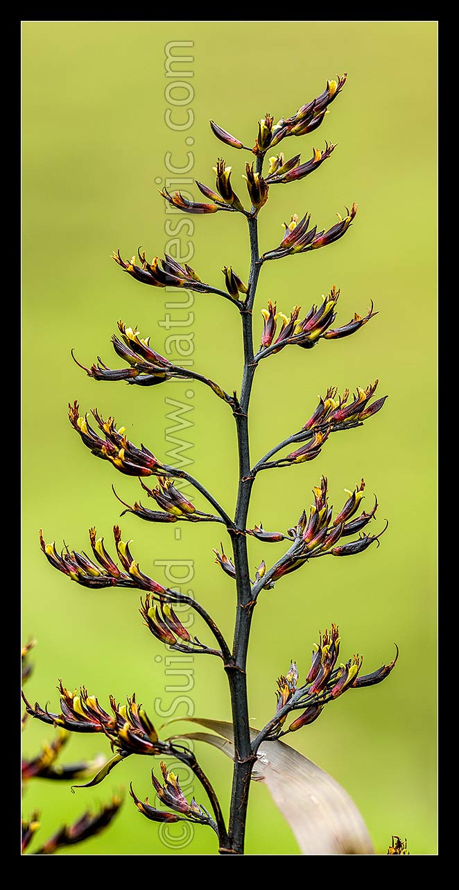 Image of Flax flower stem (Phormium colensoi, syn Phormium cookianum). NZ native, endemic. Vertical panorama, New Zealand (NZ) stock photo image