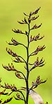 Flax flower heads