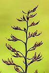 Flax flower heads