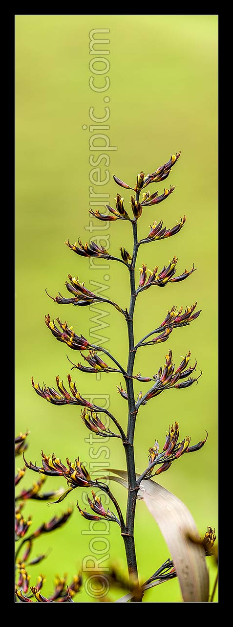 Image of Flax flower stem (Phormium colensoi, syn Phormium cookianum). NZ native, endemic. Vertical panorama, New Zealand (NZ) stock photo image