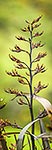 Flax flower heads