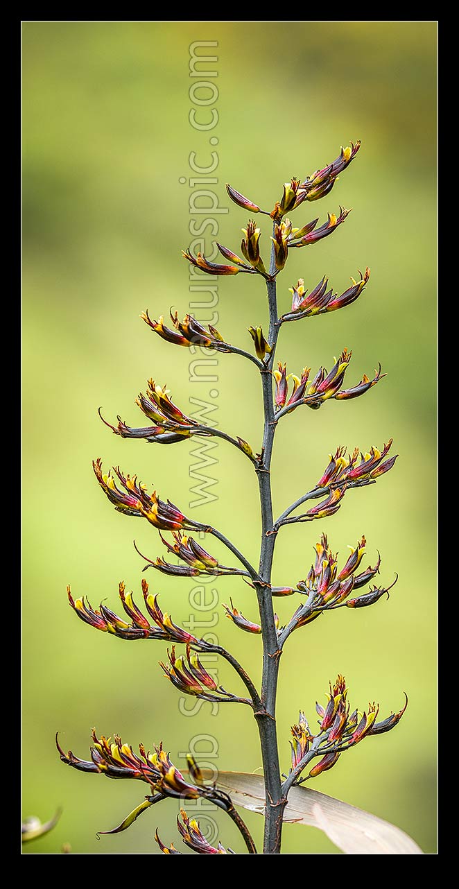 Image of Flax flower stem (Phormium colensoi, syn Phormium cookianum). NZ native, endemic. Vertical panorama, New Zealand (NZ) stock photo image