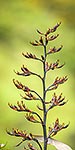 Flax flower heads