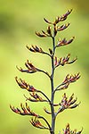 Flax flower heads