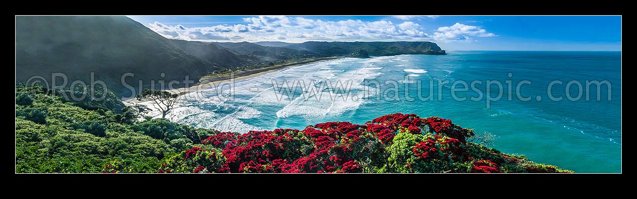 Image of North Piha Beach, and Kohunui Bay, seen from Te Waha Point. Lion Rock and Kaiwhare Point distant. Waitakere Ranges, West Auckland, with flowering Pohutukawa trees. Special panorama elongated version of ID: 59200, Piha Beach, Waitakere City District, Auckland Region, New Zealand (NZ) stock photo image