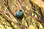 Tui bird perching in tree