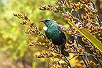 Tui bird feeding in NZ flax flowers