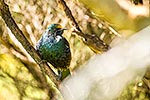 Tui bird perching in tree