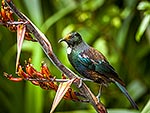 Tui bird feeding in NZ flax flowers