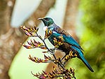 Tui bird feeding in NZ flax flowers