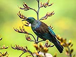 Tui bird feeding in NZ flax flowers