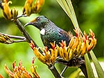 Tui bird feeding in NZ flax flowers