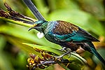 Tui bird feeding in NZ flax flowers