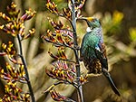 Tui bird feeding in NZ flax flowers