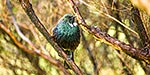 Tui bird perching in tree