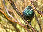 Tui bird perching in tree