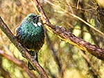 Tui bird perching in tree