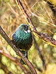 Tui bird perching in tree