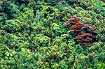 Rata in flower, Heaphy Track