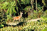 Wild red deer on bush edge