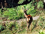 Wild red deer on bush edge