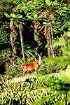 Wild red deer on bush edge