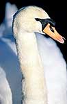 Mute swan