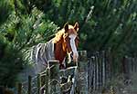 Horse at gate