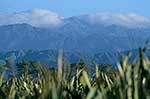 Tararua Ranges