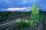 Marlborough grapes