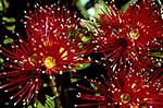 Southern Rata flowers